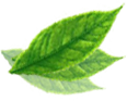 leaf